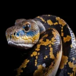 Snakes are a widespread group of reptiles