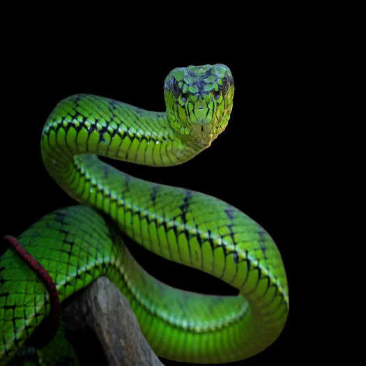 Snakes are a widespread group of reptiles