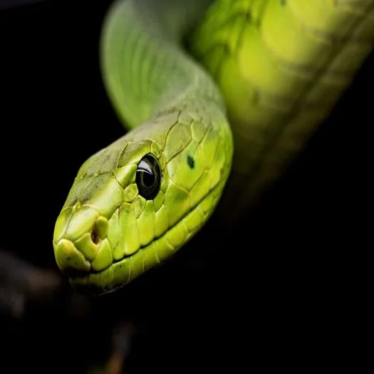 Snakes are a widespread group of reptiles